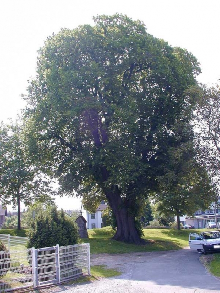 Bild 1 von Linde an der Paderborner Straße